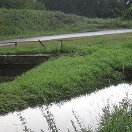 Selchower Flutgraben - Altbestand
